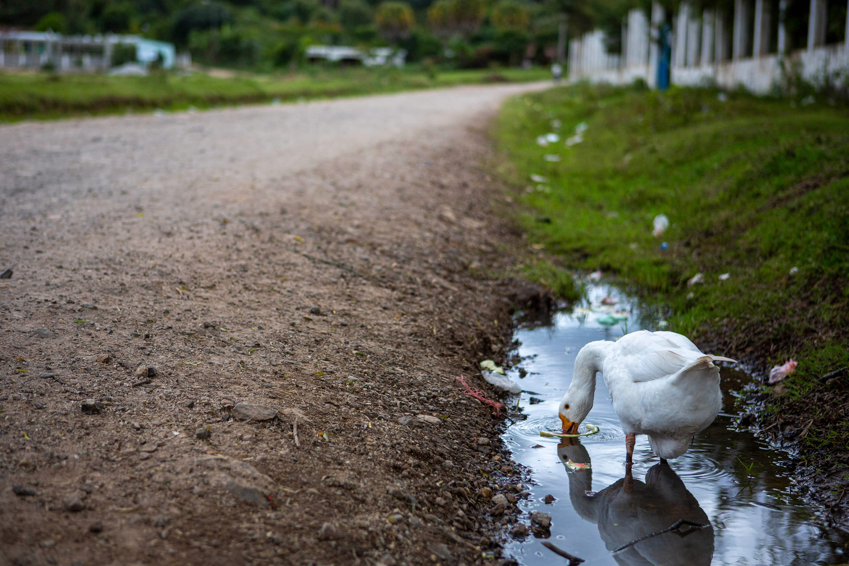 foto pato tomando agua estancada