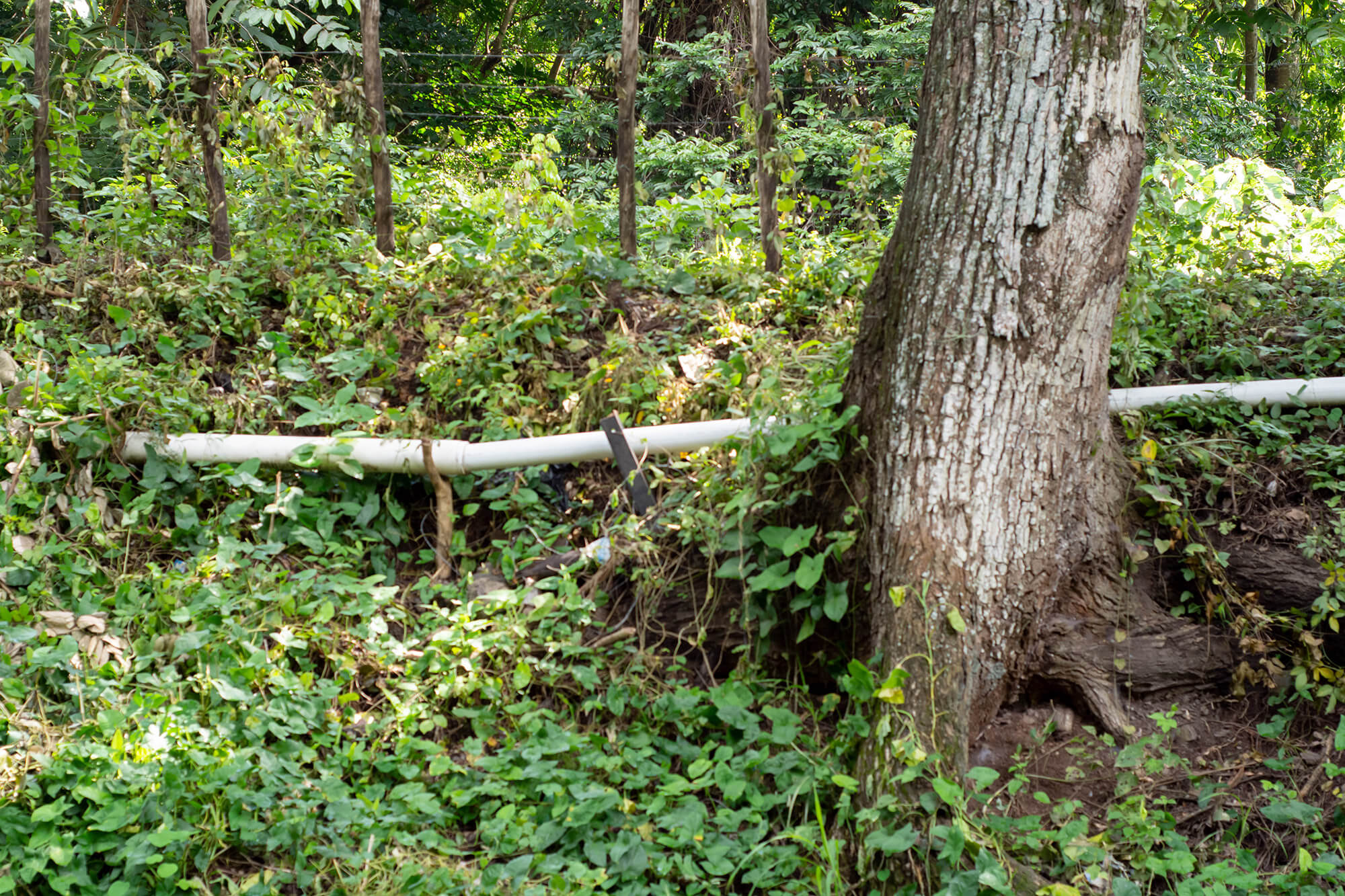 foto de tubería instalada en la finca Mongoy