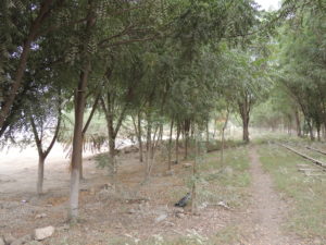 En esta alameda, donde se sembraron árboles de Nim, estaba localizado un basurero clandestino. Foto: Elisa Sasvin