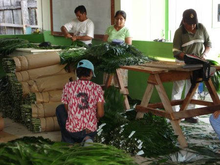 Una socia de AFISAP, junto a otros jóvenes selecciona hoja de xate para su exportación. Foto: Ginger Sánchez