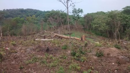 Los vecinos se opusieron a que se reforestara con eucalipto. Foto: Ubaldo Ventura