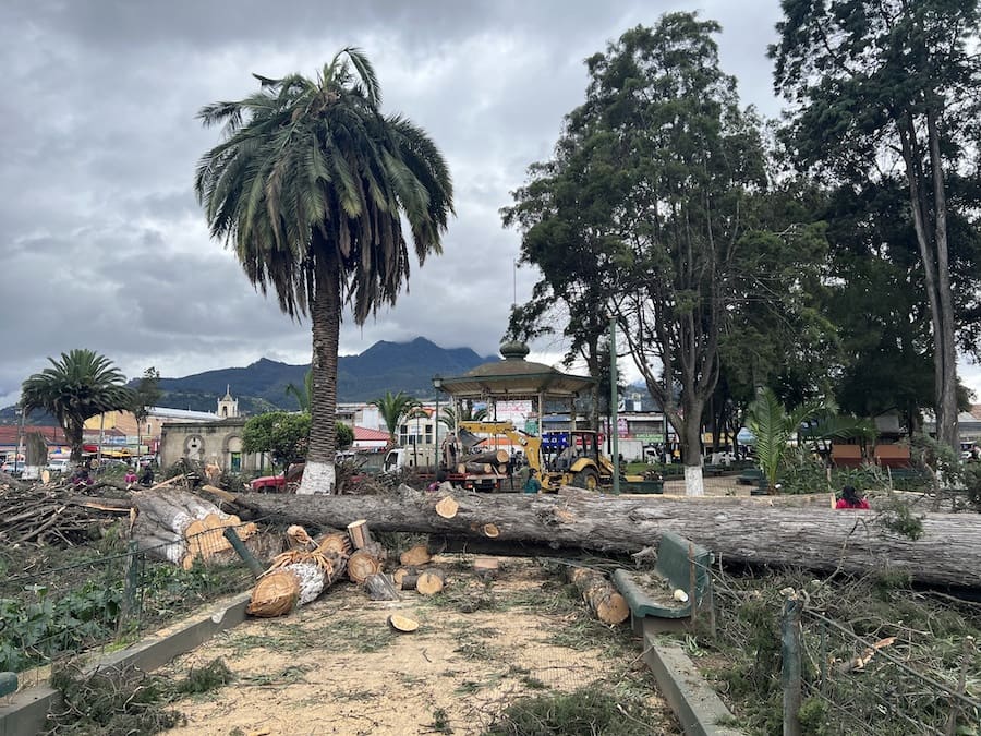 Así quedó el parque Benito Juárez en la zona 3 de Quetzaltenango, después de talar más de 60 árboles.
