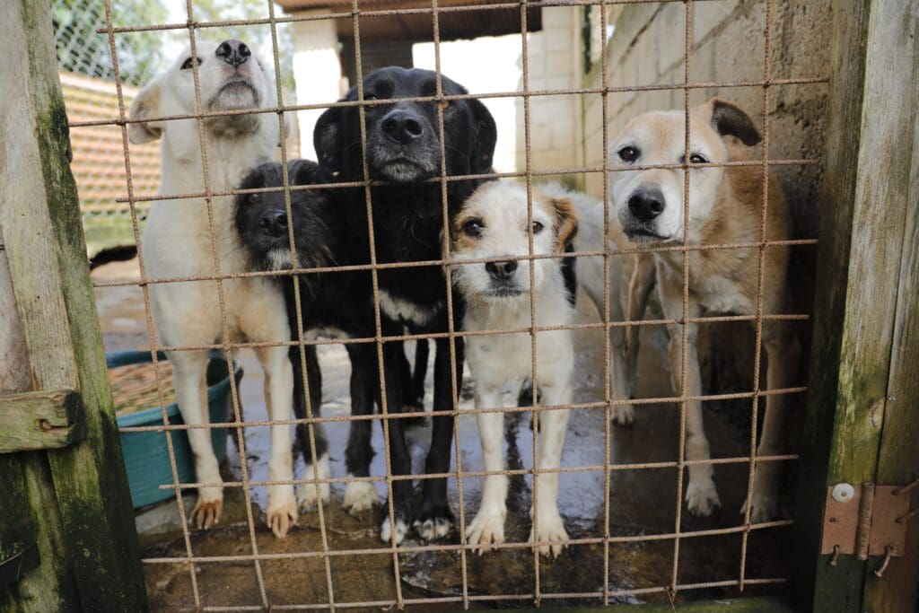 El maltrato es una de las amenazas a los animales en Guatemala, junto a la sobrepoblación y el abandono. Las alcaldías pueden mitigarlo.