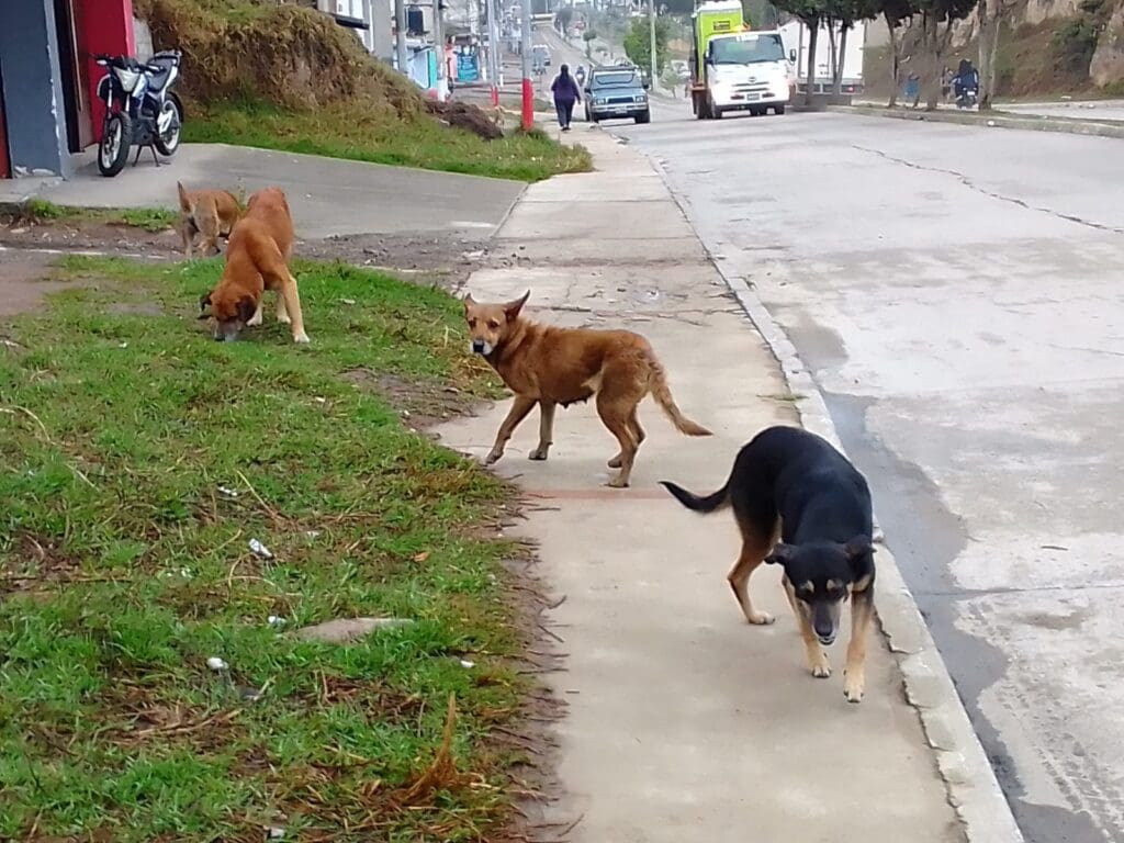 La medida desató opiniones encontradas después que la alcaldía hizo público que varios niños fueron mordidos por perros. Quetzaltenango y La Antigua enfrentan problemas similares.