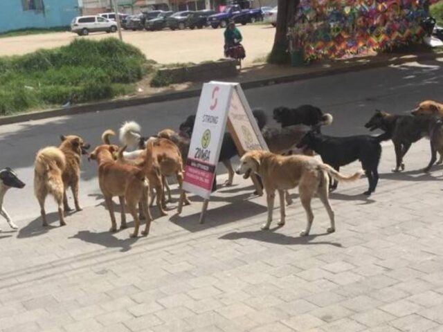 Asociaciones protectoras de animales tienen dudas que la gobernación departamental, promotora de la idea, aún no resuelve. Los alcaldes preguntan de dónde saldrán los recursos.