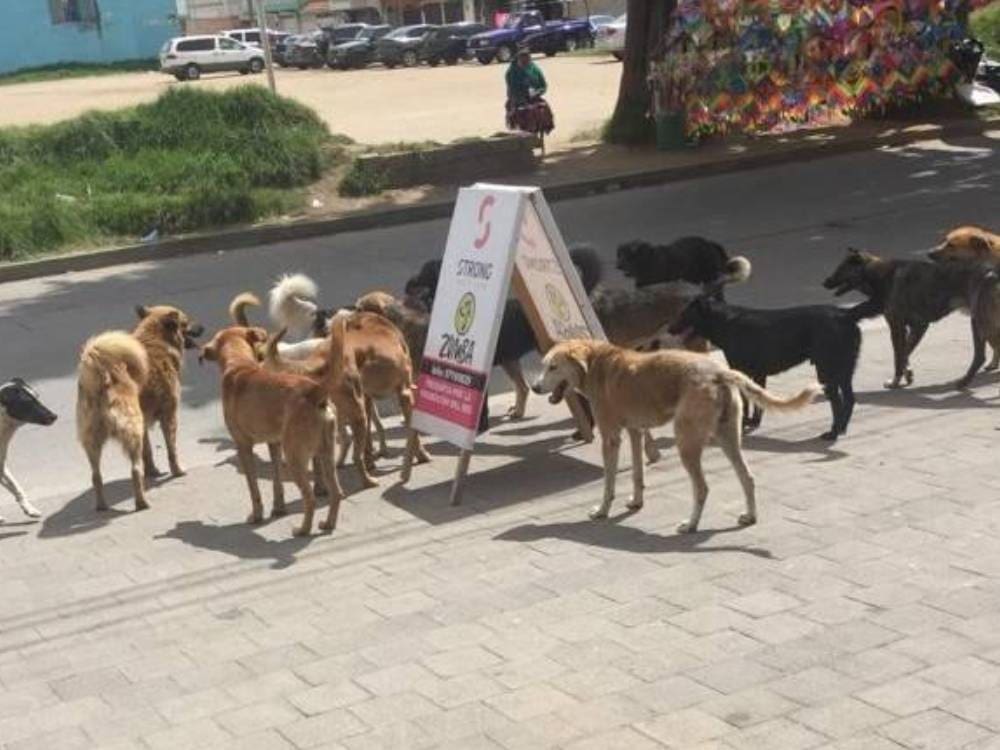 Asociaciones protectoras de animales de Quetzaltenango se pronuncian en contra de la eutanasia Foto: Región Más Noticias.
