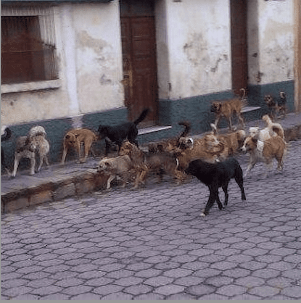 Los perros callejeros serán esterilizados en todo el departamento. Foto: Canal 22.