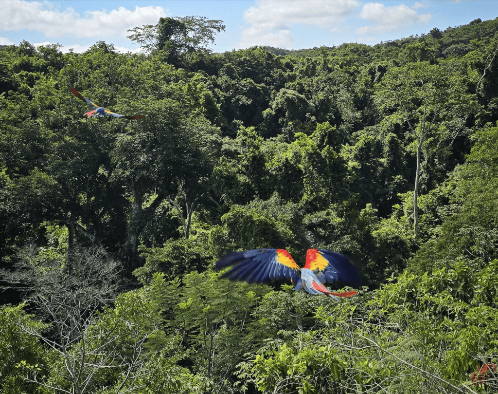 Según estimaciones, menos de 300 guacamayas rojas vuelan libres en el territorio guatemalteco.