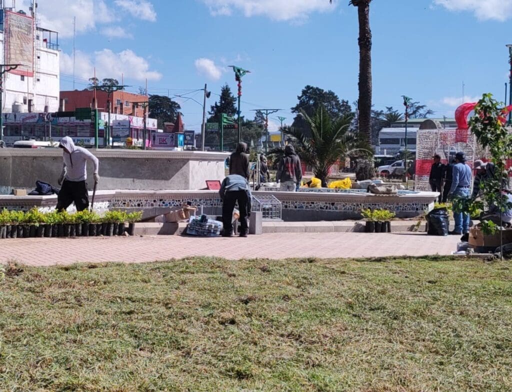 Empleados municipales siembran árboles ornamentales en los jardines del parque a Benito Juárez. Entre las especies hay jacarandas. Foto: Mirna Alvarado.