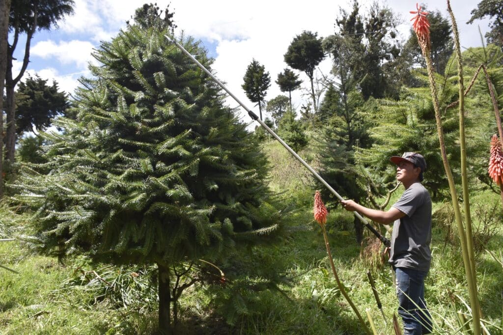 Plantaciones de pinabete en la Finca El Espinero, en Tecpán. Foto: Cortesía del Inab