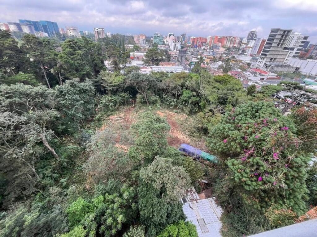 El 27 de diciembre así lucía el bosque del acueducto, luego de que iniciaran la tala.