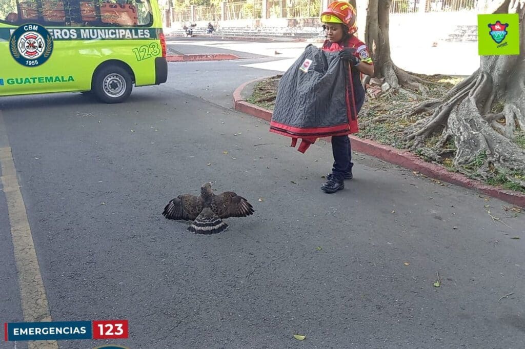 En Guatemala existen al menos seis especies de halcones y están catalogadas como vulnerables.