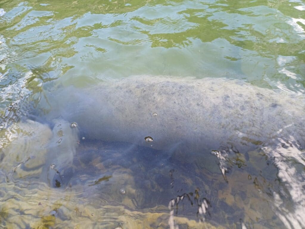 Defensores de la Naturaleza registró 13 varamientos de manatíes entre 2023 y 2024.