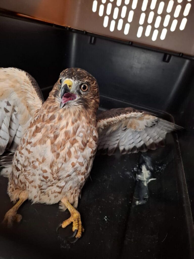 El segundo halcón rescatado es un Buteo Jamaicensis, ambas aves deben consumir por los menos el 40% de su peso en alimento.