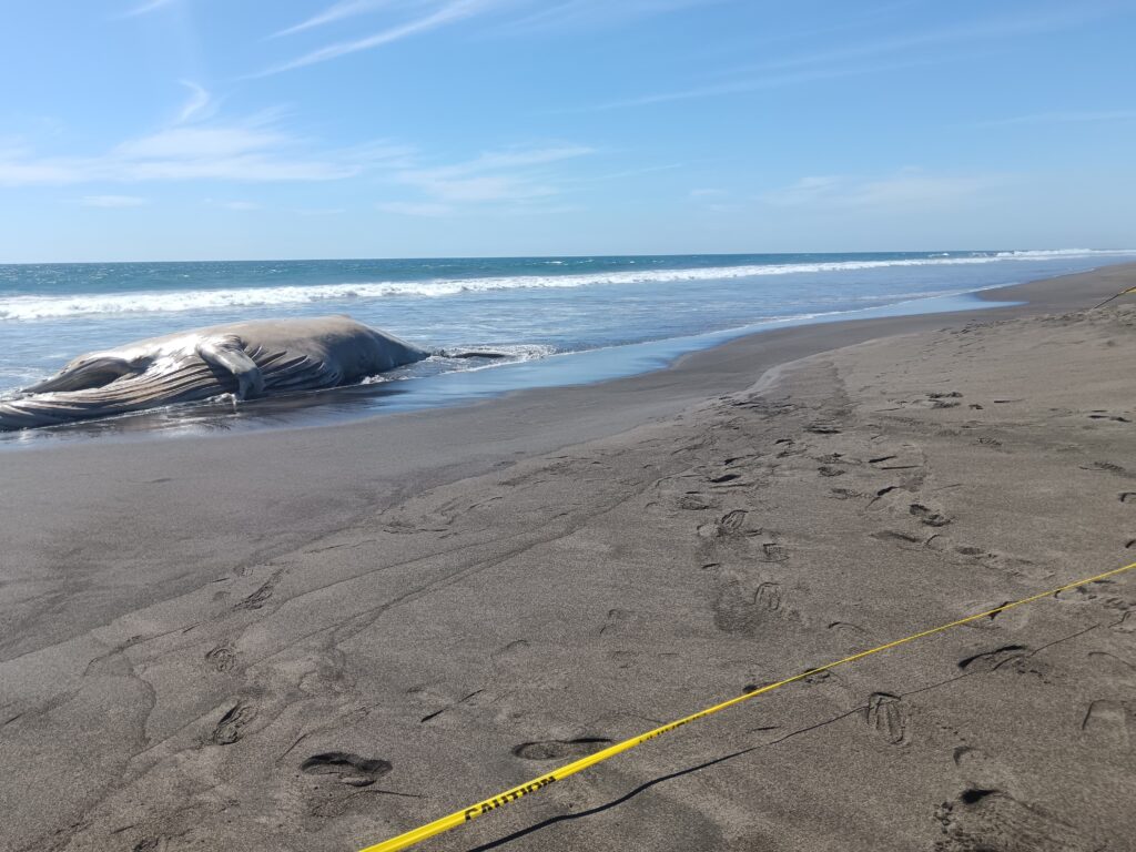 Ballena varada en Chiquimulilla, Santa Rosa