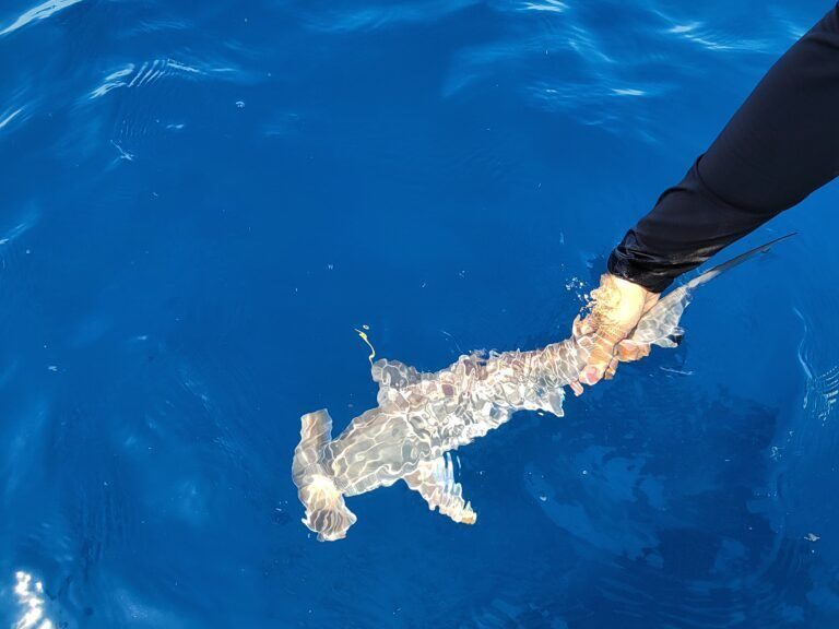 Pesca de tiburones