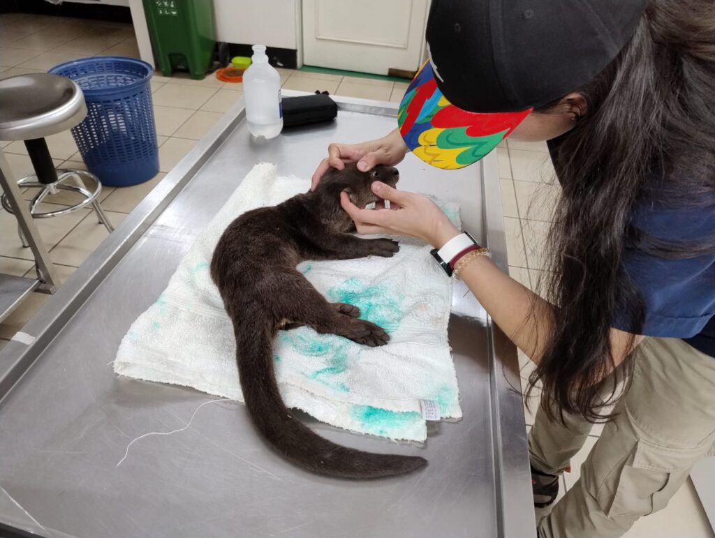 La nutria estaba deshidratada, permaneció en resguardo para evaluarla y luego determinar su liberación en su hábitat natural.