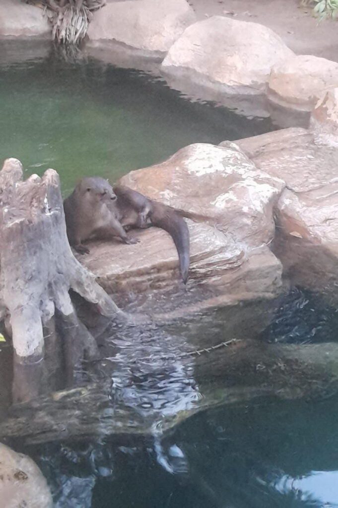 La nutria puede vivir más de 15 años en cautiverio, siempre y cuando el recinto y la dieta sean apropiadas..