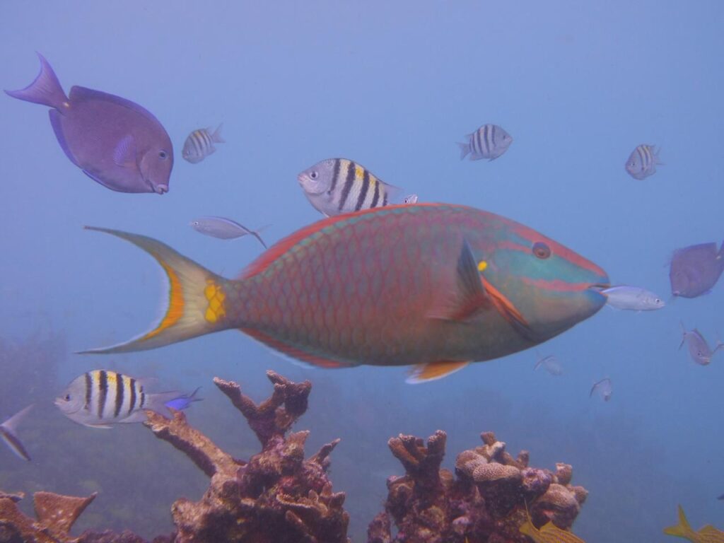 La Lista Roja de Especies Amenazadas confirma que, en esta región, el coral sigue una tendencia mundial y está bajo amenaza.