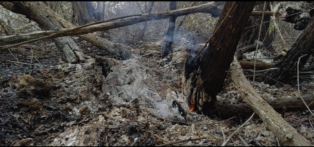 Los incendios en manglares son complejos ya que suelen propagarse de forma subterránea debido a la acumulación de materia orgánica.