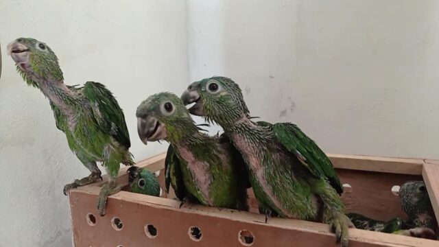 Entidades como Arcas y Diprona advierten sobre este canal de distribución para especies protegidas.