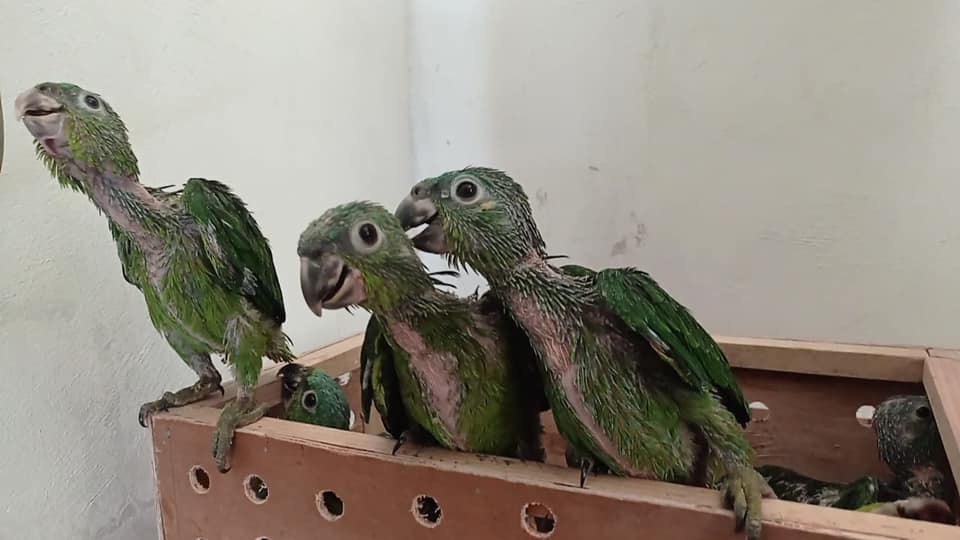 Loros rescatados por agentes de Diprona durante operativo en Petén, 2024.