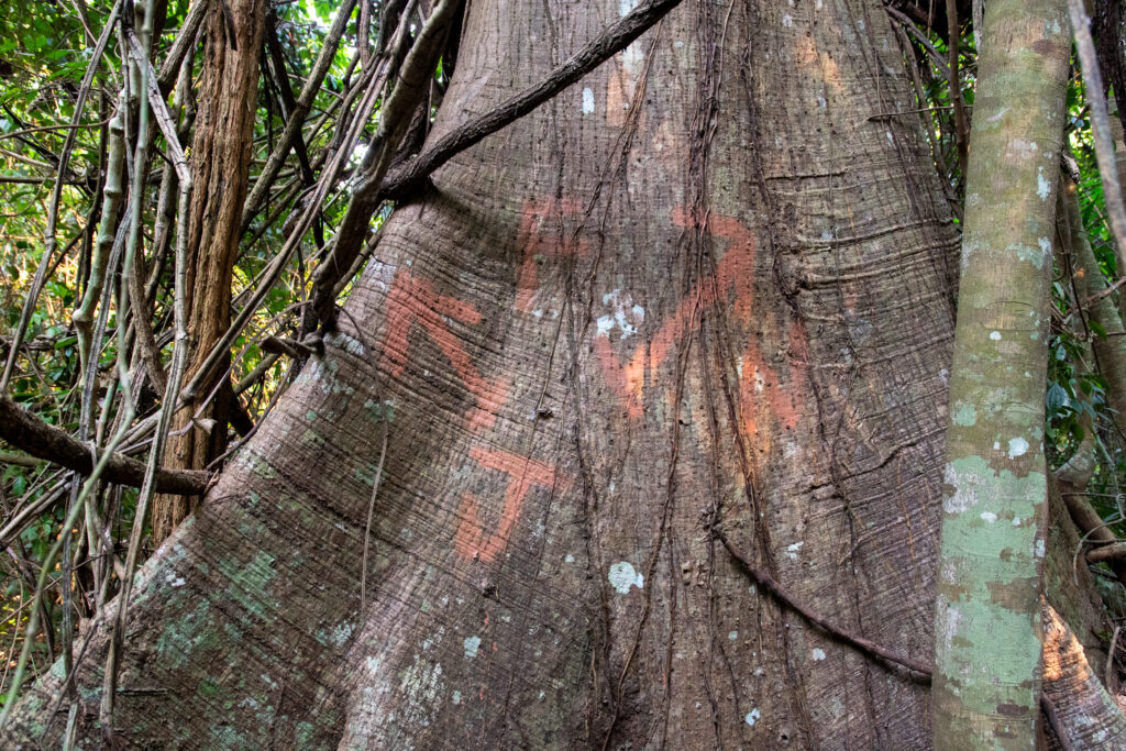 En el área protegida Sierra Lacandón se observan árboles marcados por supuestos usurpadores de terrenos.