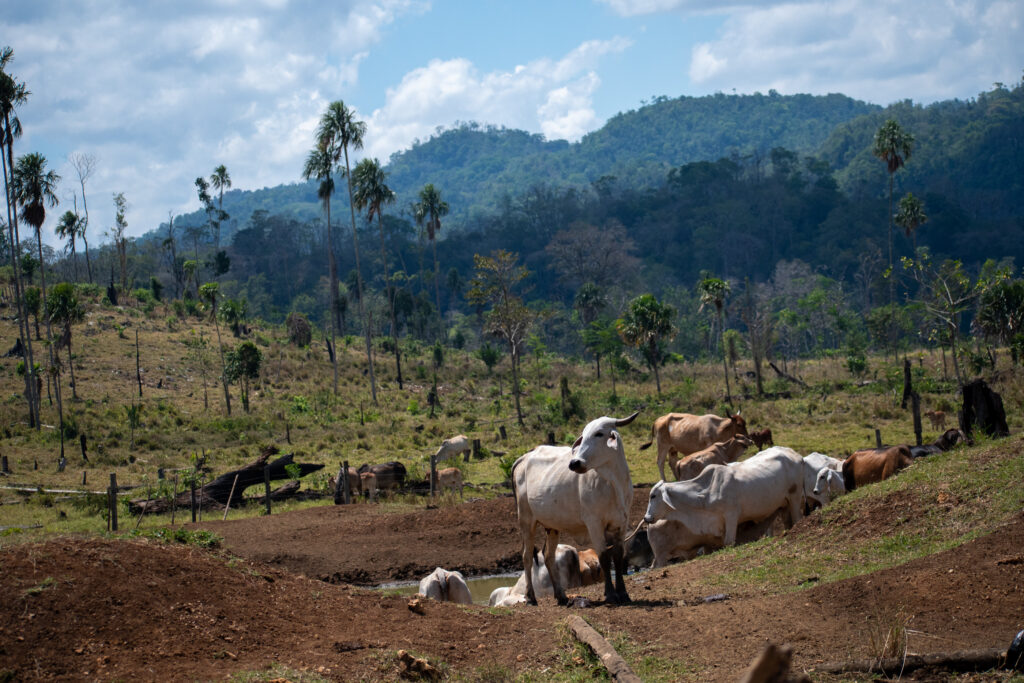 En el parque nacional Sierra del Lacandón el ganado ha ocupado varios terrenos del área protegida.