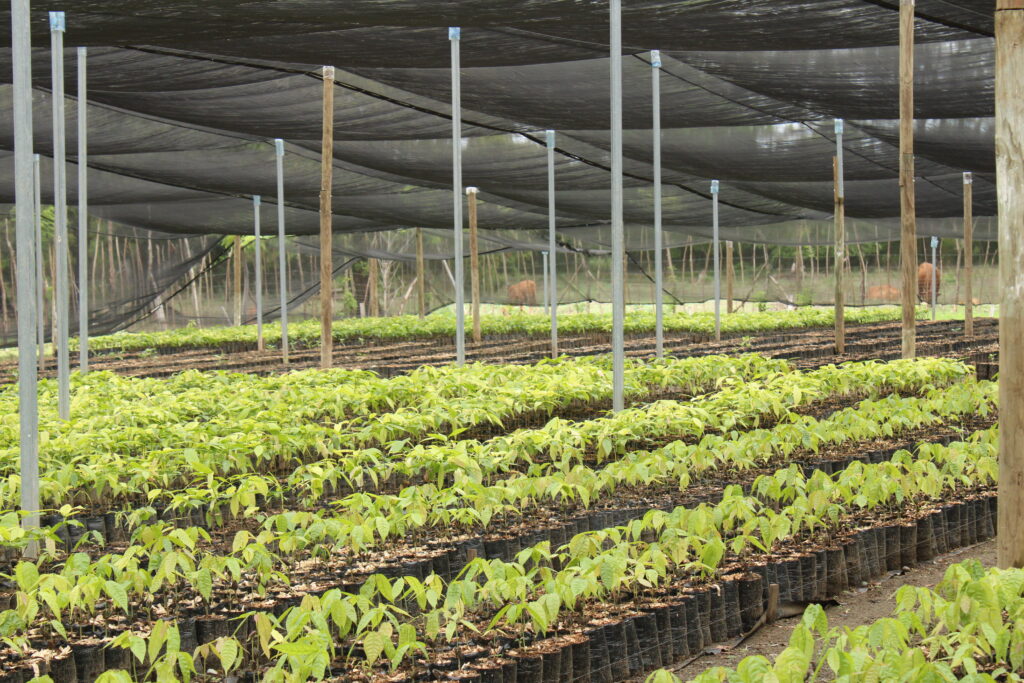 Entre las especies de plantas que cultivan para la agroforestería están las Santa María y el cacao.