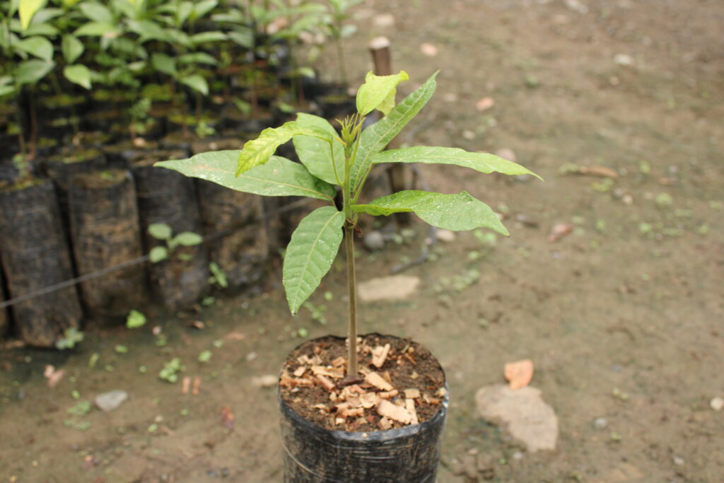 Planta de cacao con seis semanas de cultivo
