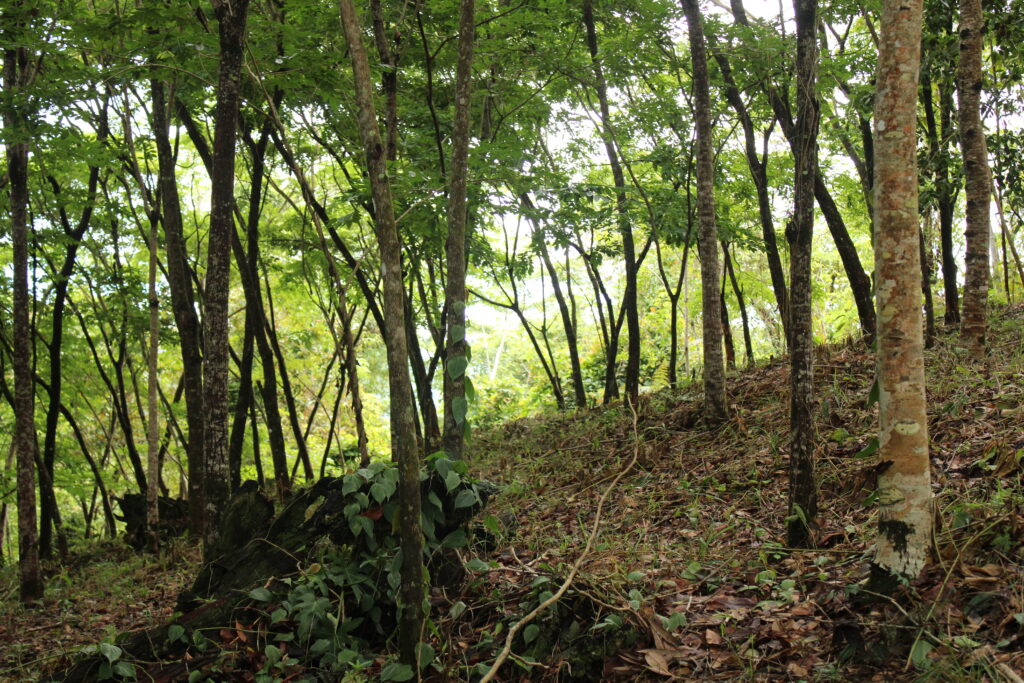 Después de nueve años, así se ve un área reforestada luego de ser utilizada como monocultivo de maíz.