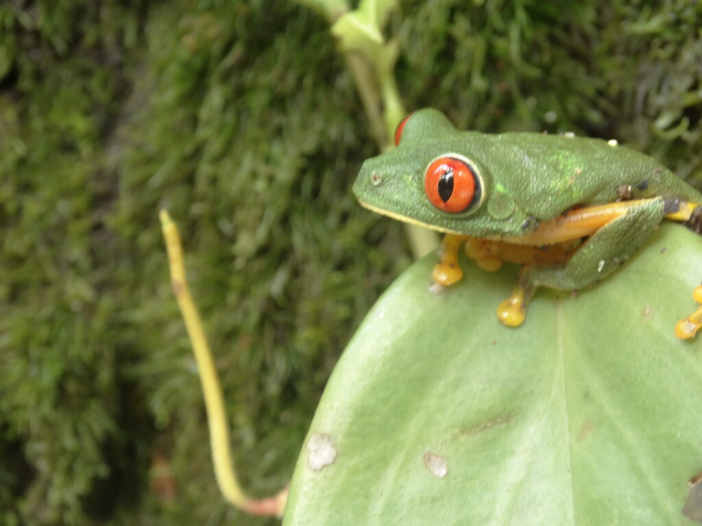 El 60 % de nuestras especies están amenazadas, sobre todo las salamandras. La principal amenaza para los anfibios es la pérdida de hábitat.