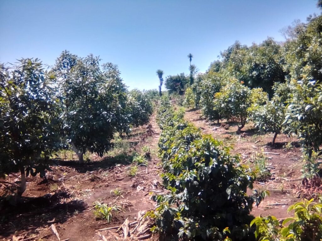 Sistema agroforestal perenne en parcelas de Agema, donde se asocian árboles de aguacate con café. Este modelo mejora la productividad, conserva el suelo y diversifica los ingresos, integra saberes ancestrales y agroecología frente al cambio climático.