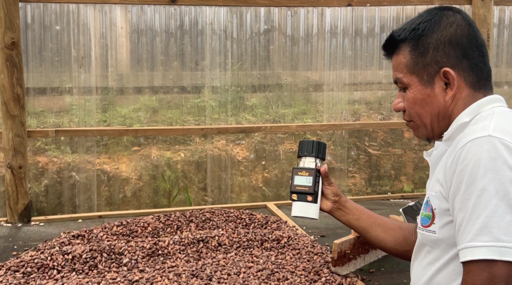 Pablo Choc mide la humedad de granos de cacao sin tostar. Santa Rosa Balandra