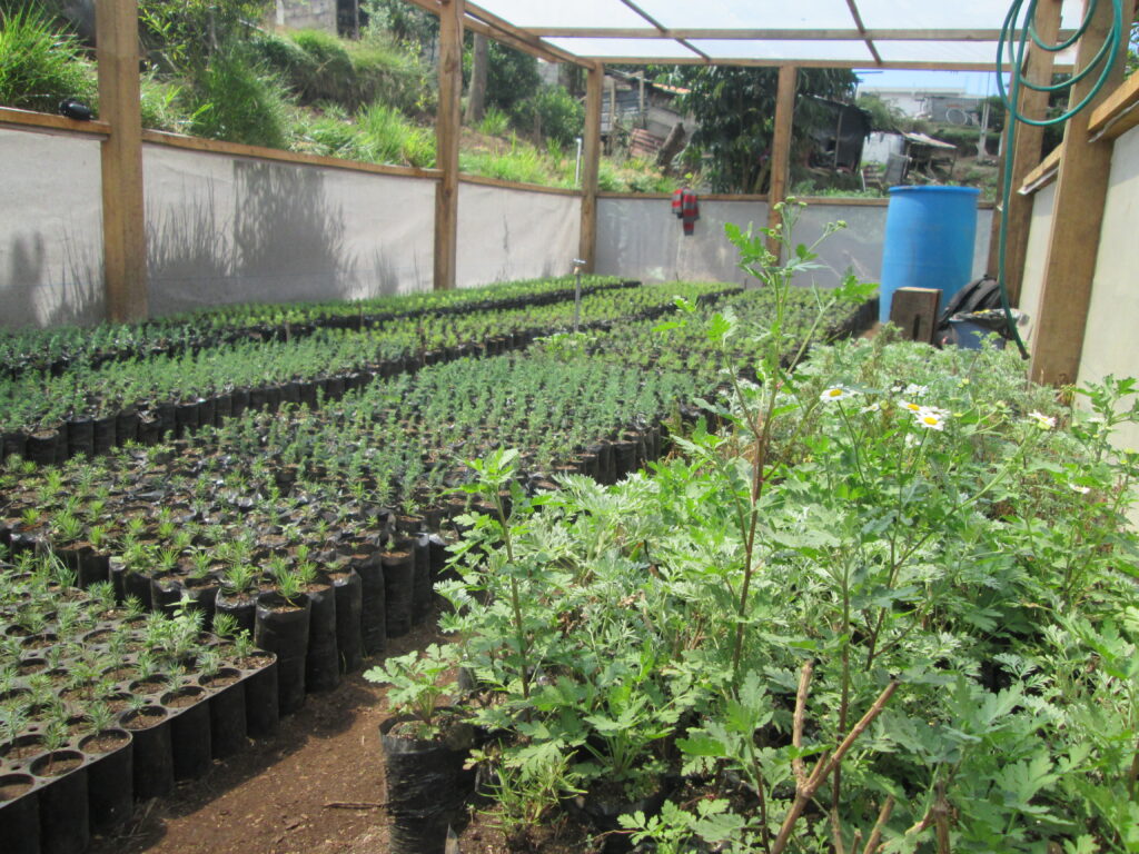 Uno de los viveros comunitarios de Agema, donde se reproducen especies frutales, forestales y plantas medicinales para fortalecer los sistemas agroecológicos y la resiliencia local.
