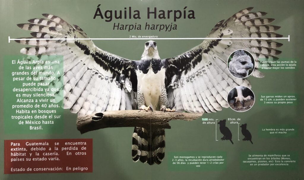 Aunque el hábitat natural del águila arpía incluye el norte del país, solo se reporta en Belice y México. Se espera que la protección de su ecosistema permita su retorno.