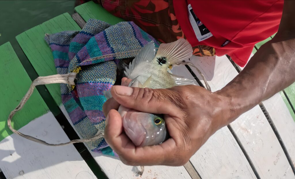 Pescador artesanal del Humedal Refugio de Vida Silvestre Bocas del Polochic.