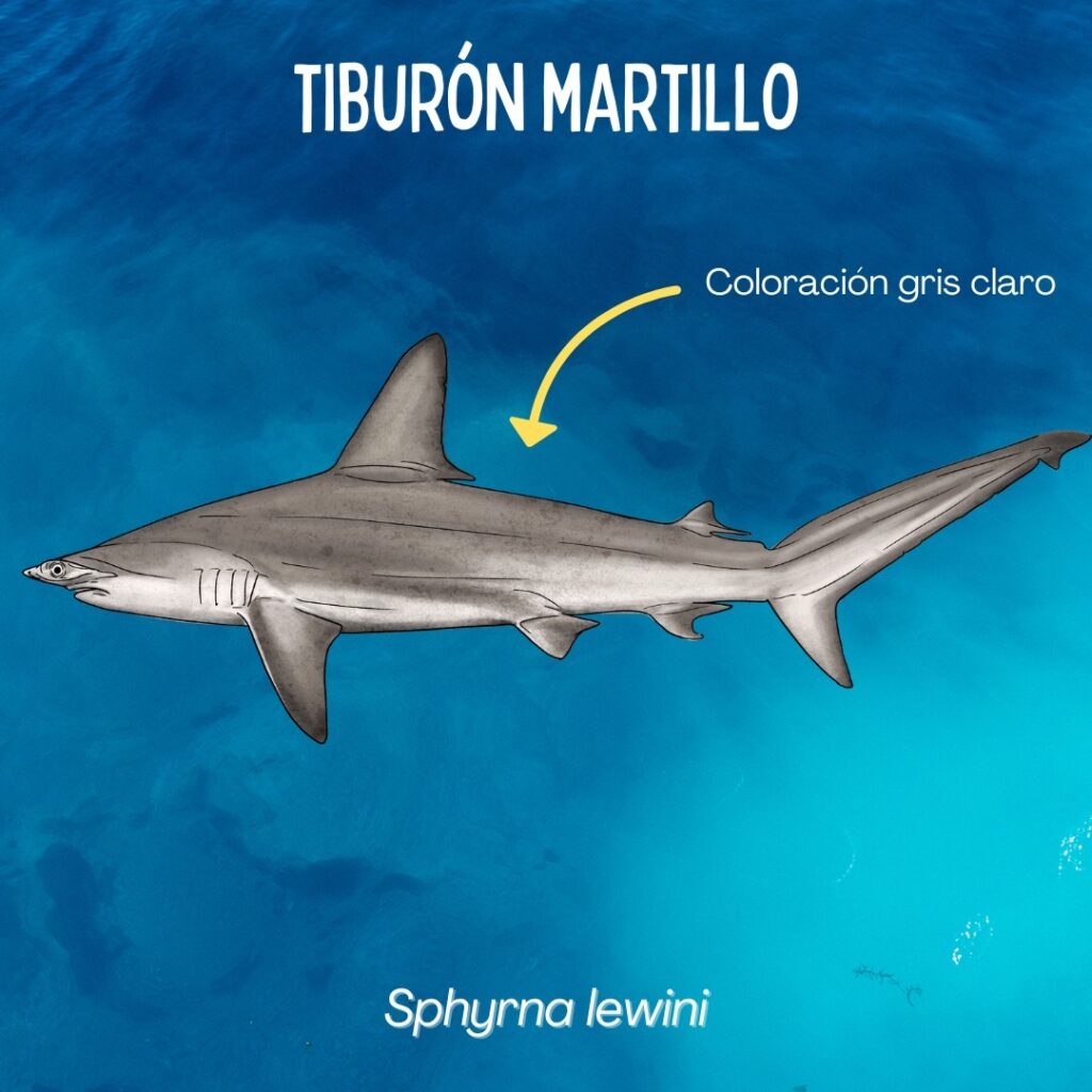 El tiburón martillo 🦈 es la especie predominante en los desembarques de la pesca artesanal en el Pacífico de Guatemala.