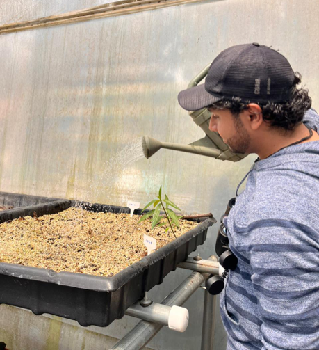 El voluntario Alfonso Expósito cuida el semillero de plantas nativas en el vivero de germinación del Parque Naciones Unidas. Foto: Alfonso Exposito .